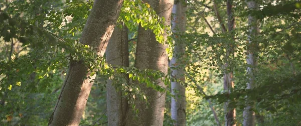 Koyu Yeşil Kayın Ormanının Manzarası Antik Ağaç Gövdeleri Sonbaharın Başında — Stok fotoğraf