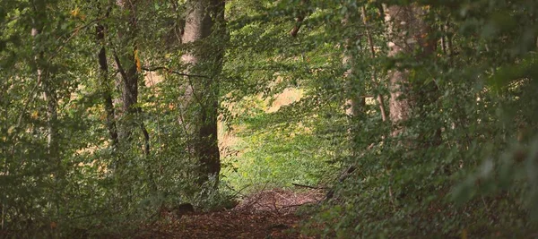 Pintoresco Paisaje Del Bosque Haya Verde Oscuro Troncos Árboles Antiguos —  Fotos de Stock