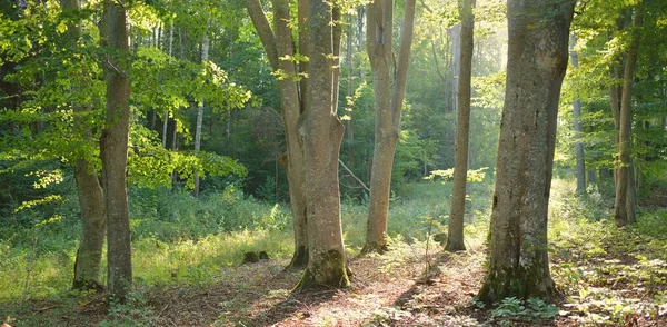 风景如画的深绿色山毛榉林 古树树干密闭 早秋阳光 大气景观 纯自然 环境保护 生态旅游 — 图库照片