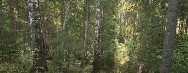 Vägen Genom Den Vintergröna Skogen Mäktiga Tallar Mjukt Solljus Solstrålar — Stockfoto