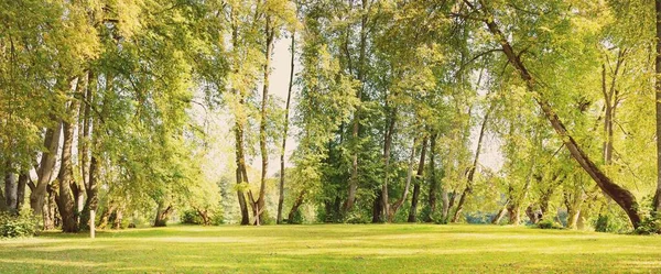 落叶树下的绿色草坪 老树干和树叶的特写 地面上的阴影Ecology Tourism Environment Nordic Walking Recreation — 图库照片
