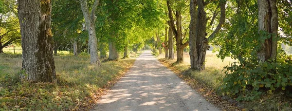 Droga Wiejska Aleja Przez Drzewa Liściaste Tunel Naturalny Stare Pnie — Zdjęcie stockowe