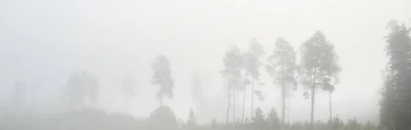 Festői Monokróm Táj Örökzöld Erdőből Sűrű Fehér Ködben Napkeltekor Fenyő — Stock Fotó