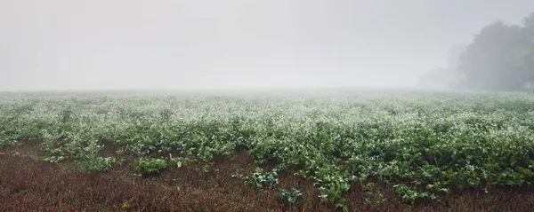 Champ Vert Avec Fleurs Sauvages Floraison Blanche Dans Épais Brouillard — Photo