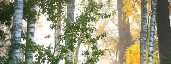 Paesaggio Pittoresco Della Foresta Mista Conifere All Alba Nebbia Nebbia — Foto Stock