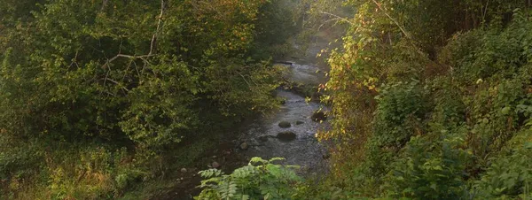 Wilder Fluss Dunklen Wald Bei Sonnenaufgang Reines Morgenlicht Sonnenstrahlen Nebel — Stockfoto