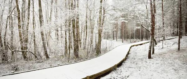 Modern Wooden Pathway Boardwalk Evergreen Forest Blizzard Mighty Trees Covered — Stock Photo, Image