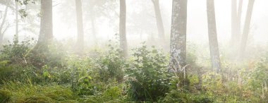 Gün doğumunda karışık kozalaklı ormanın resimli manzarası. Sis, sis, güneş ışınları. Çam, köknar, meşe ve huş ağaçlarını yakından çek. Gizemli sonbahar manzarası. Sonbahar mevsimi, saf doğa, ekoloji, eko turizm