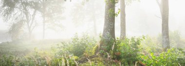 Gün doğumunda karışık kozalaklı ormanın resimli manzarası. Sis, sis, güneş ışınları. Çam, köknar, meşe ve huş ağaçlarını yakından çek. Gizemli sonbahar manzarası. Sonbahar mevsimi, saf doğa, ekoloji, eko turizm