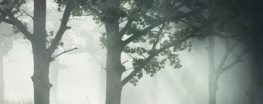 Güneş doğarken gizemli bir siste karanlık ormanın resim gibi manzarası. Güneş güçlü meşe, köknar, çam, huş ağacı boyunca ışıldar. Idyllic kırsal kesim. Sonbahar sezonu, konsept sanat, eko turizm, doğa