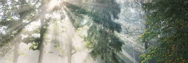 Güneş doğarken gizemli bir siste karanlık ormanın resim gibi manzarası. Güneş güçlü meşe, köknar, çam, huş ağacı boyunca ışıldar. Idyllic kırsal kesim. Sonbahar sezonu, konsept sanat, eko turizm, doğa