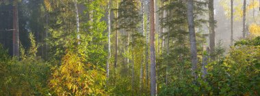 Güneşin doğuşunda sisli bir sabahta esrarengiz, esrarengiz ve yeşil ormanın manzarası. Ağaç gövdelerinde güneş ışınları. Renkli altın huş ağacı, çam ağacı, yakın plan köknar ağaçları. Atmosferik sonbahar manzarası