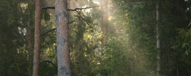 Güneşin doğuşunda sisli bir sabahta esrarengiz, esrarengiz ve yeşil ormanın manzarası. Saf güneş ışığı, ağaç gövdeleri boyunca güneş ışığı. Çam ve köknar ağaçları yakın plan. Atmosferik sonbahar manzarası