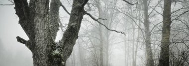 Görkemli kuzey ormanlarının tepelerinden geçen yol. Güçlü yaprak döken ağaçlar, kırağı, ilk kar, kar fırtınası, sis. Atmosferik manzara. Sessizlik, yalnızlık kavramları. Siyah ve beyaz, tek renkli.
