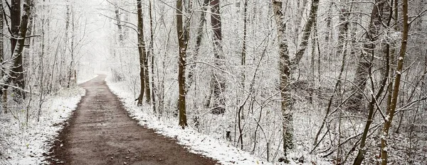 吹雪の後 常緑の森を通過します 最初の雪で覆われた強力な木 大気の風景 牧歌的な田園風景 冬の不思議の国 純粋な自然 — ストック写真