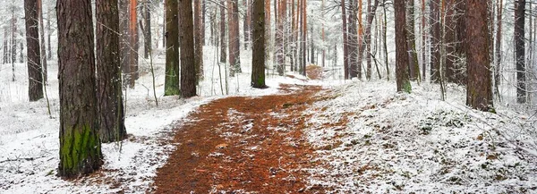 霧の中で常緑の森の丘を通過 力強い松 トウヒ 最初の雪に覆われたモミの木 初冬だ 大気の風景 エコツーリズム ノルディックウォーキング — ストック写真