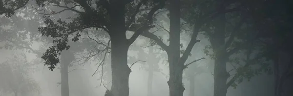 Cenário Pitoresco Floresta Escura Misterioso Nevoeiro Nascer Sol Raios Sol — Fotografia de Stock