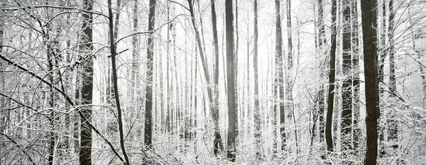 Foresta Paludosa Dopo Una Bufera Prima Neve Alberi Una Brina — Foto Stock