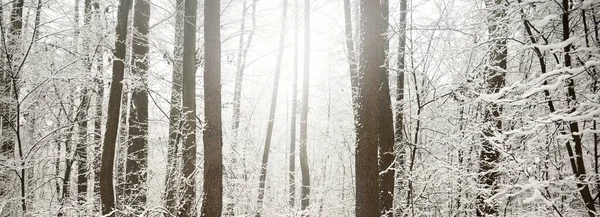 Floresta Pantanosa Depois Uma Nevasca Primeira Neve Árvores Uma Geada — Fotografia de Stock