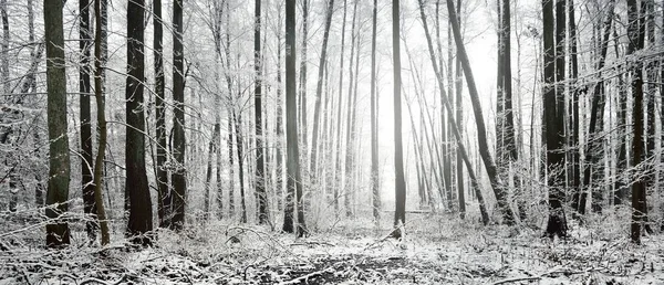 눈보라가 지나간 뒤에는 늪지대가 펼쳐져 있습니다 서리가 내리는 나무들 겨울의 — 스톡 사진