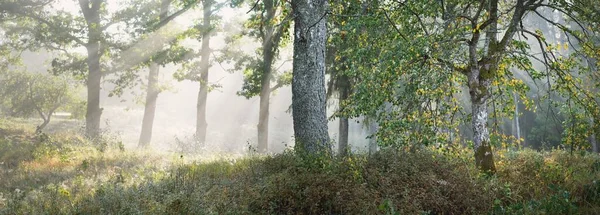 Мальовничі Пейзажі Темного Лісу Таємничому Тумані Сході Сонця Сонячні Промені — стокове фото