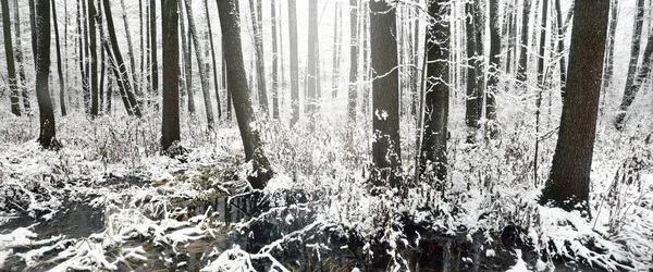 暴风雪过后的森林里乱糟糟的第一场雪白霜中的树 冬天的仙境季节 环境保护 单色图像 大气景观 — 图库照片