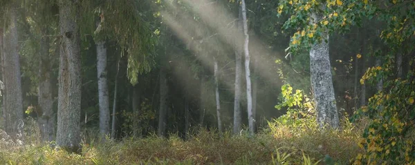 Pintoresco Paisaje Del Oscuro Misterioso Bosque Siempreverde Una Niebla Matutina — Foto de Stock