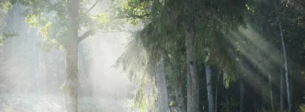 Живописный Пейзаж Темно Таинственного Вечнозеленого Леса Утреннем Тумане Рассвете Солнечные — стоковое фото
