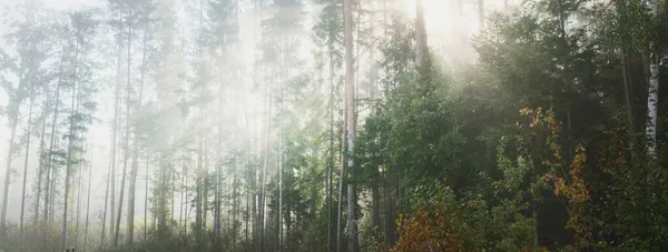 Picturesque Scenery Mixed Coniferous Forest Sunrise Fog Haze Sunbeams Pine — Stock Photo, Image