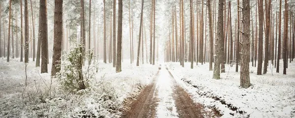 Parcours Travers Forêt Feuilles Persistantes Après Blizzard Puissants Arbres Couverts — Photo