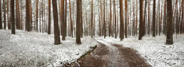 Parcours Travers Forêt Feuilles Persistantes Après Blizzard Puissants Arbres Couverts — Photo
