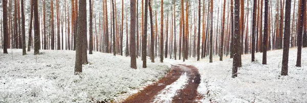 吹雪の後 常緑の森を通過します 最初の雪で覆われた強力な木 大気の風景 牧歌的な田園風景 冬の不思議の国 純粋な自然 — ストック写真