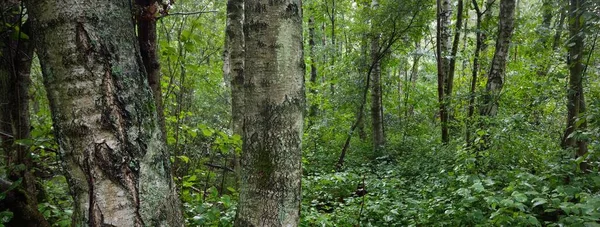 Rejtélyes Lombhullató Erdő Egy Felhős Nyári Napon Régi Mohás Fatörzsek — Stock Fotó