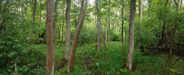Floresta Caduca Misteriosa Dia Nublado Verão Velhos Troncos Árvores Musgosas — Fotografia de Stock