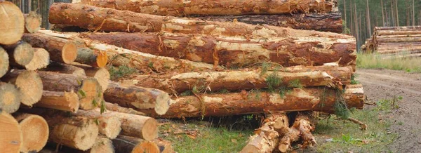 Leña Recién Hecha Bosque Siempreverde Troncos Pino Cerca Daños Ambientales —  Fotos de Stock