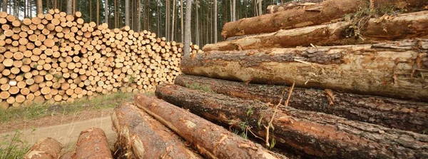 Freshly Made Firewood Evergreen Forest Pine Tree Logs Close Environmental — Stock Photo, Image