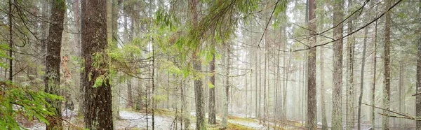 Шлях Через Пагорби Величного Північного Вічнозеленого Лісу Золоте Листя Могутні — стокове фото
