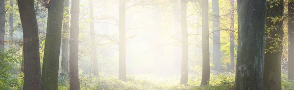 Лісовий Парк Сонячний Осінній День Могутні Дерева Золоті Листя Яке — стокове фото