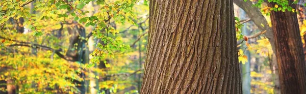 Parco Forestale Una Soleggiata Giornata Autunnale Alberi Possenti Foglie Oro — Foto Stock