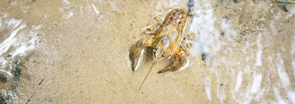 American Spiny Cheek High Crayfish Orconectes Limosus Inwazyjne Europę Rzece — Zdjęcie stockowe