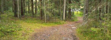 Sonsuz yeşil ormanın içinden geçen yol. Antik çam ve yaprak döken ağaçlar, yosun, eğrelti otu, bitkiler. Ilık güneş ışığı. Doğal dokular. Karanlık atmosferik manzara. Saf doğa, çevre, ekoloji, eko turizm