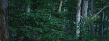 Karanlık gizemli alacakaranlık kayın ağacı ormanının resimli manzarası, antik ağaç gövdeleri. Atmosferik manzara. Saf doğa, ekoloji, çevre koruma, eko turizm