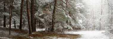 Sonsuz yeşil ormanın tepelerinde sisli bir yol. Güçlü çam ağaçları, ladin, köknar ağaçları ilk kar ile kaplı. Kış başlangıcı. Atmosferik manzara. Ekoloji, İskandinav yürüyüşü, doğa, mevsimler