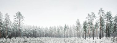 Karla kaplı Evergreen ormanının panoramik manzarası. Genç çam, köknar, çam ağaçları. Kış Harikalar Diyarı. Noel, mevsimler, doğa, manzara, çevre koruma, yeniden ağaçlandırma, eko-turizm