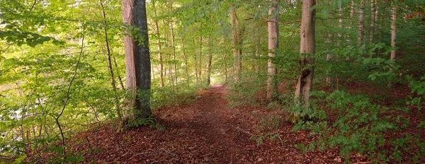 Dunkelgrüne Buchen Bei Sonnenuntergang Uralte Baumstämme Nahaufnahme Waldboden Aus Bunten — Stockfoto