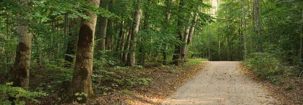 神秘的な緑のブナの木の森 古代の木を閉じるまでの国の道路 牧歌的な田園風景 環境保全 旅行先 エコツーリズム ノルディックウォーキング サイクリング レクリエーション — ストック写真