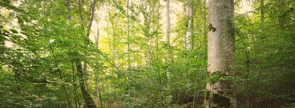 Potężne Zielone Buki Starożytne Pnie Drzew Wczesna Jesień Promienie Słońca — Zdjęcie stockowe