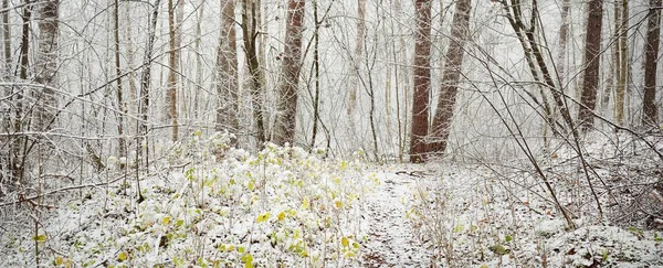 Cesta Lesem Mlze Mohutné Stromy Klády Větve Pokryté Prvním Sněhem — Stock fotografie