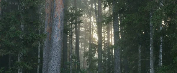 Pintoresco Paisaje Del Oscuro Misterioso Bosque Siempreverde Una Niebla Matutina — Foto de Stock