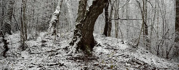 黑暗的森林在雾中 巨大的树木 圆木和枝条被第一场雪覆盖着 大气景观 气候变化 环境保护 — 图库照片